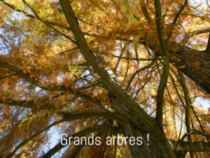 Grands arbres