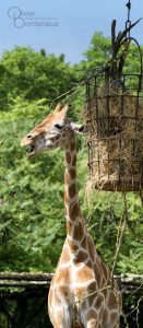 Girafe au zoo de Pessac 