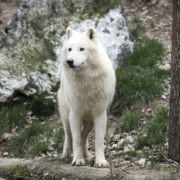 Loup arctique à Saint-Martin la Plaine