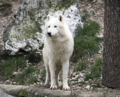 Loup arctique à Saint-Martin la Plaine