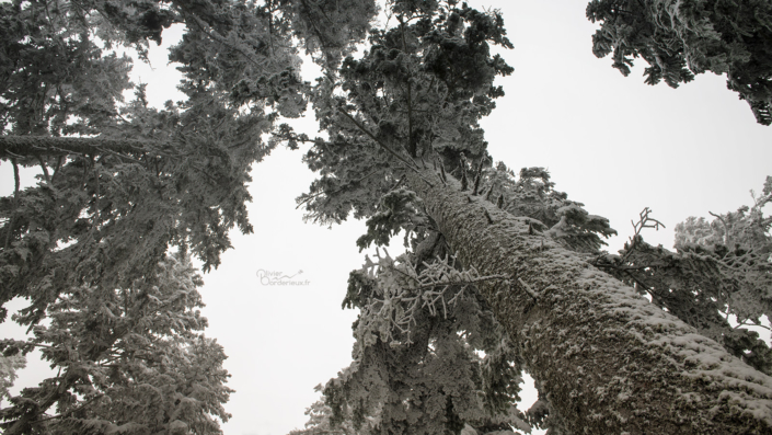 Grands arbres sous la neige