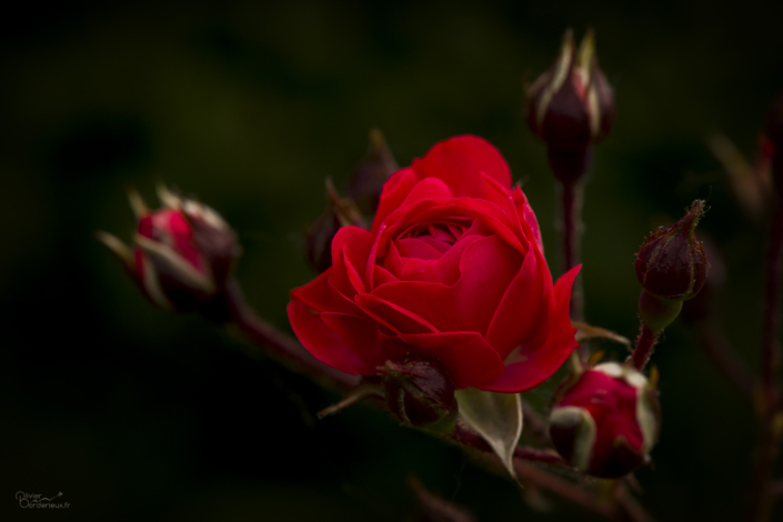 La rose et ses satellites La rose et ses satellites