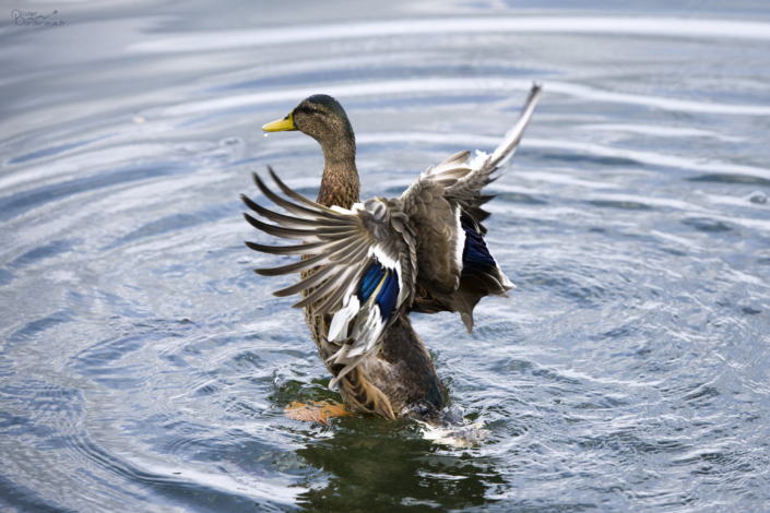 Danse des canards