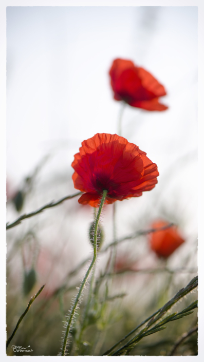 2024-06-27-Coquelicot01