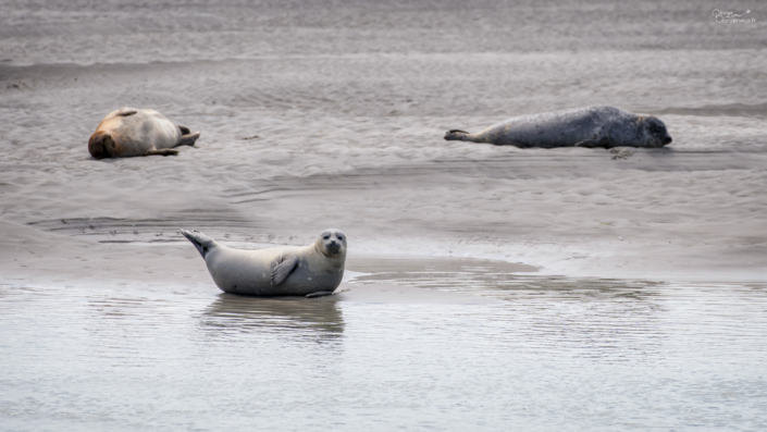 Phoques - Berck-Sur-Mer - 12/08/2024