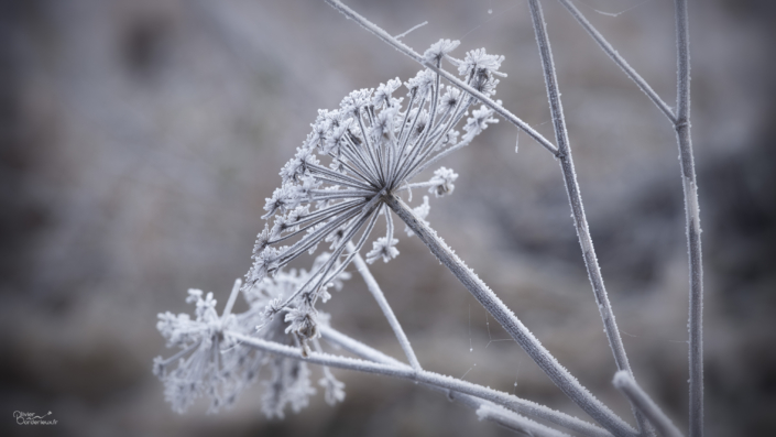 Givre