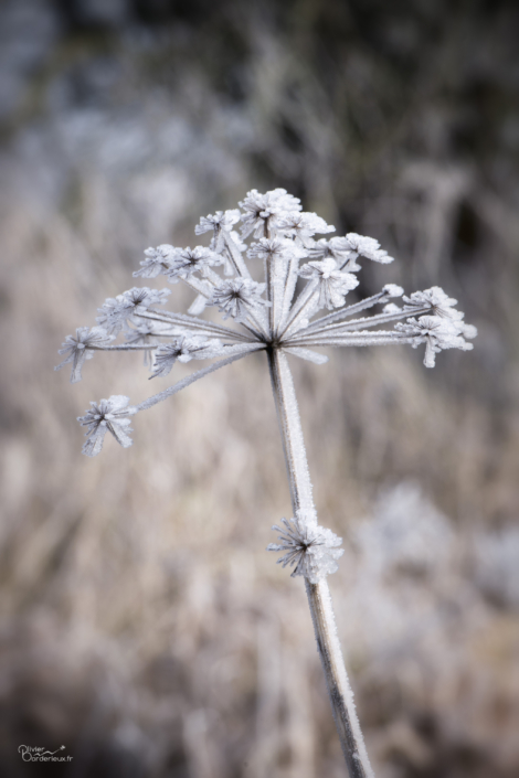 Givre