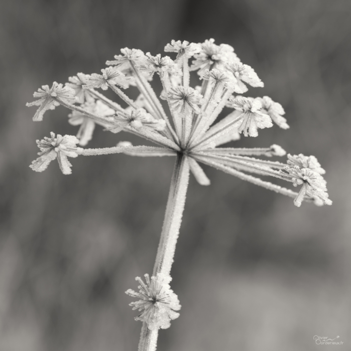 Givre