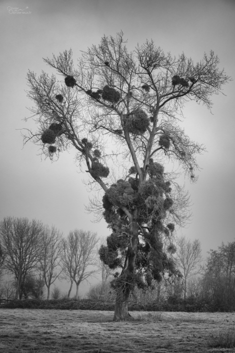 L'arbre à boules