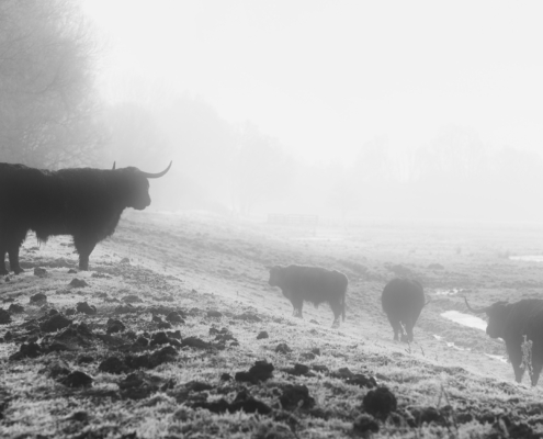 Vaches dans la brume