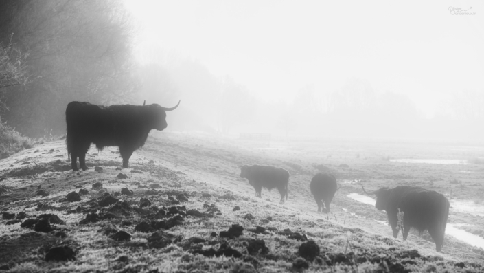 Vaches dans la brume