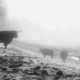 Vaches dans la brume