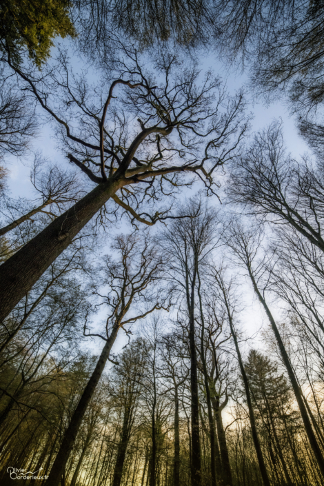 Forêt de Crécy
