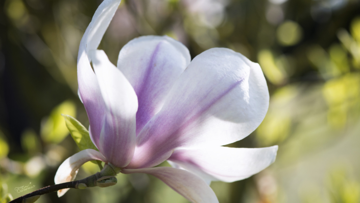 Magnolia Magnolia