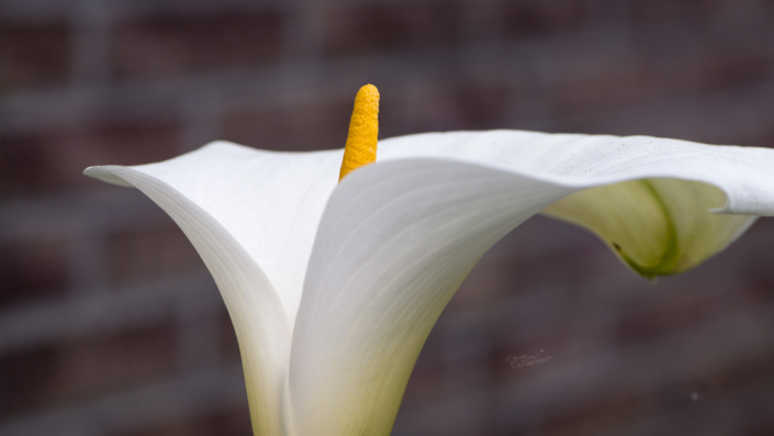 Arum