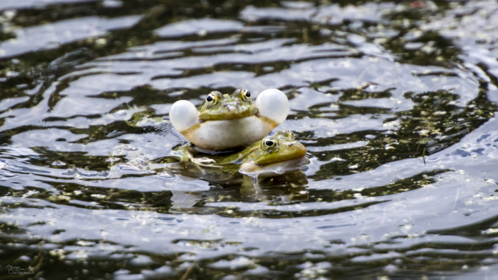 Le chant des grenouilles