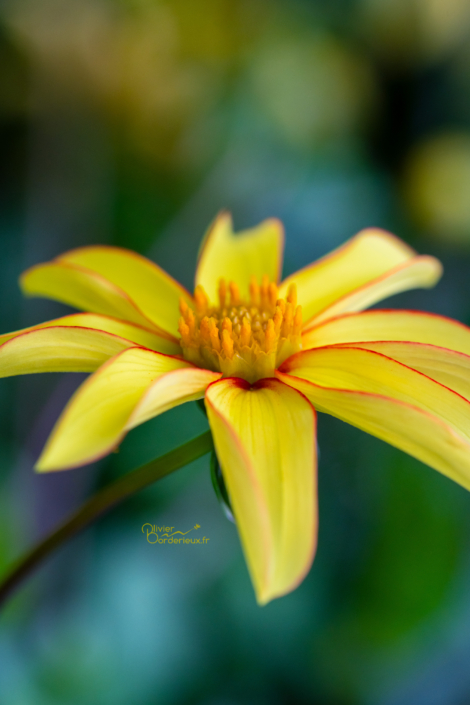 La robe jaune