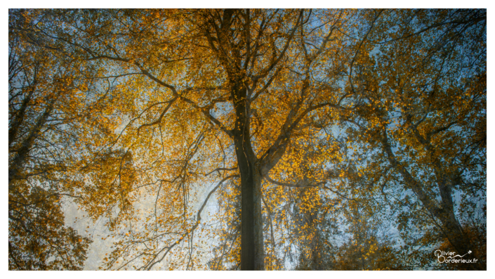 Forêt de Crécy-en-Ponthieu Forêt de Crécy-en-Ponthieu