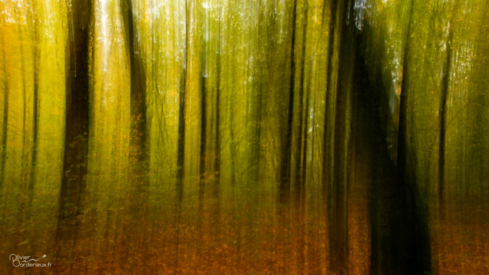 02/11/2025 - Forêt de Crécy - Nikon D850 - Olivier BORDERIEUX Forêt de Crécy-en-Ponthieu