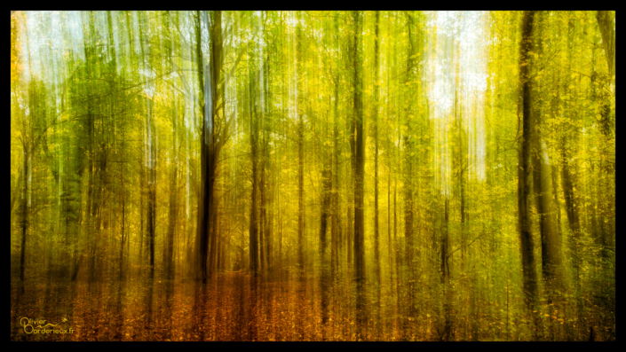 Forêt de Crécy-en-Ponthieu Forêt de Crécy-en-Ponthieu